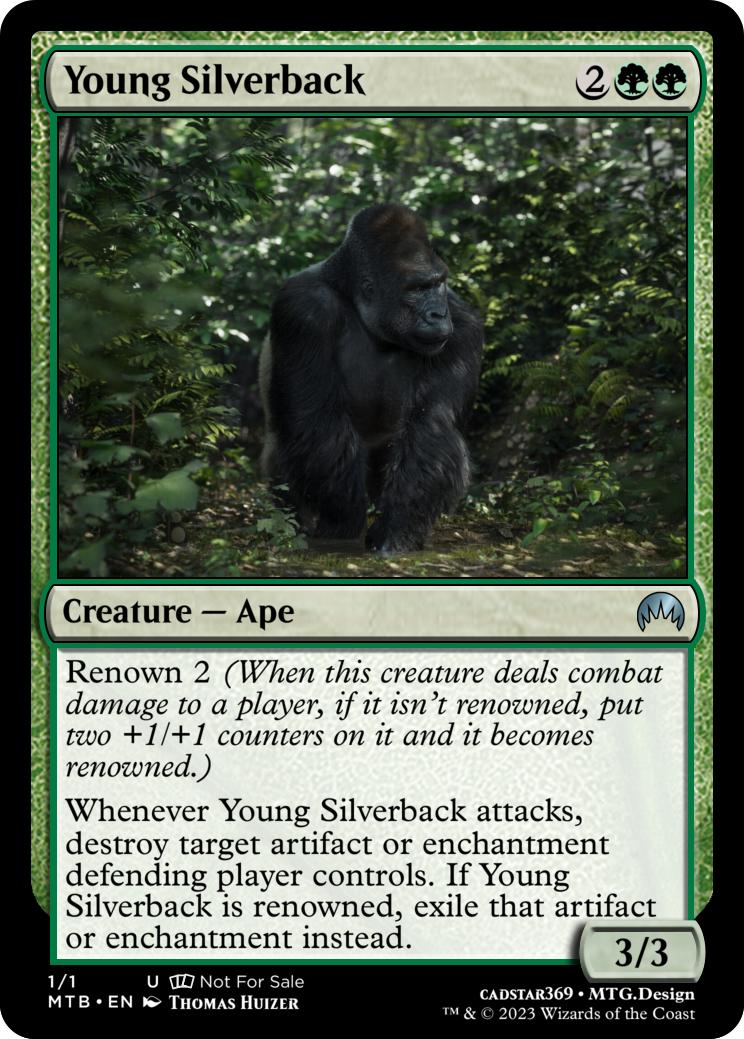 Young Silverback